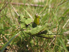 Spathalium audouinii