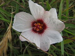 Pavonia glechomoides