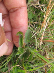 Pavonia glechomoides