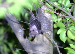 Rousettus leschenaultii