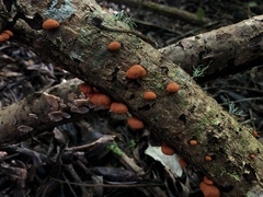 Anthracophyllum discolor