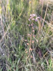 Thysanocarpus radians