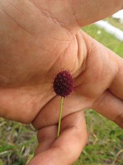 Eryngium sanguisorba