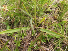 Eryngium sanguisorba