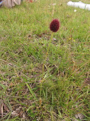 Eryngium sanguisorba