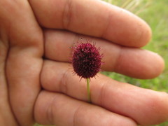 Eryngium sanguisorba