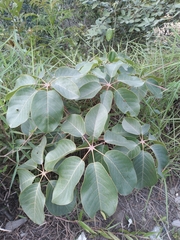 Pseudobombax longiflorum