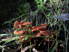 Laccaria laccata