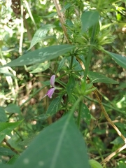 Dicliptera acuminata