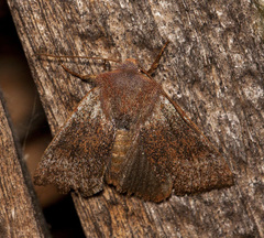 Orthosia pulchella