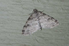 Lobophora