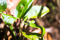 Agelaia panamaensis
