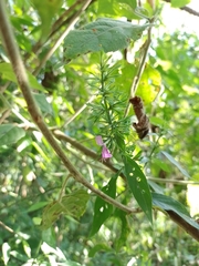 Dicliptera acuminata