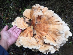 Bondarzewia kirkii