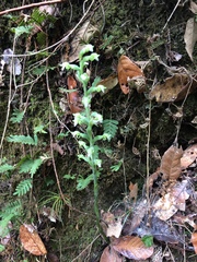 Sarcoglottis schaffneri