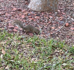 Sciurus carolinensis