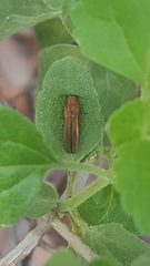 Agrilus arizonicus