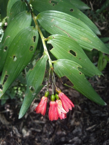 Bomarea distichifolia (Bomarea distichifolia)