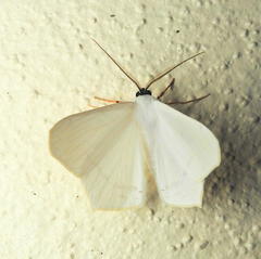 Image of Sericoptera virginaria