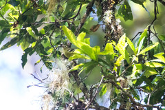 Vireo carmioli