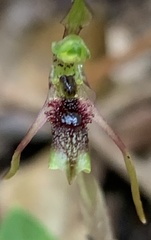 Chiloglottis diphylla
