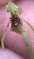 Chiloglottis diphylla
