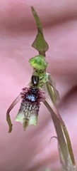Chiloglottis diphylla
