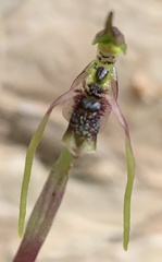 Chiloglottis diphylla