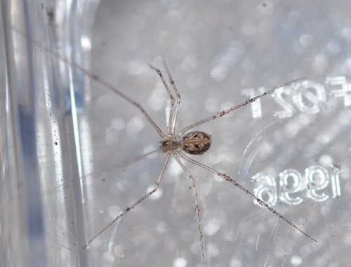 Short-bodied Cellar Spider photo 4