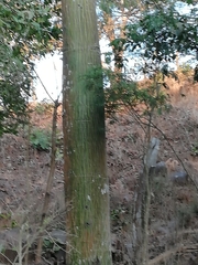 Pseudobombax septenatum