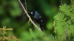 Sporophila crassirostris