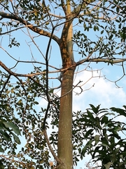 Pseudobombax septenatum