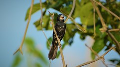 Sporophila crassirostris