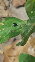 Pachyschelus secedens