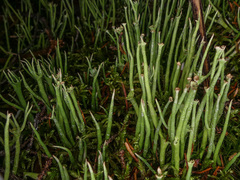 Cladonia maxima image