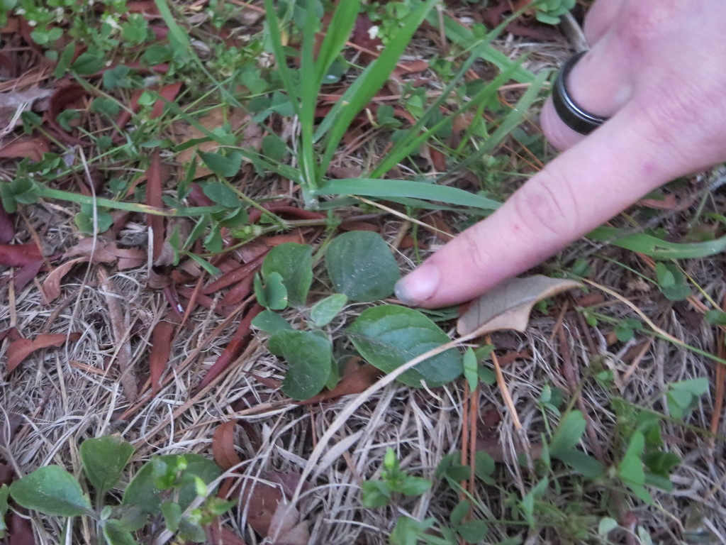 dune groundcherry from Windsor Forest, Savannah, GA, USA on February 02