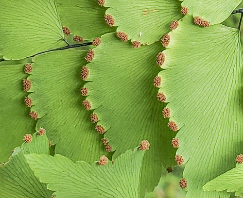Adiantum trapeziforme