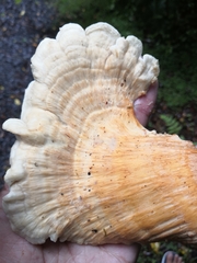 Bondarzewia kirkii