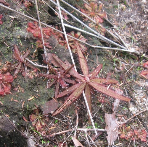 Drosera adelae
