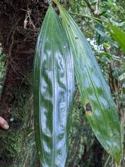 Xylobium elongatum