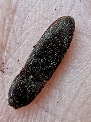 Lacon impressicollis