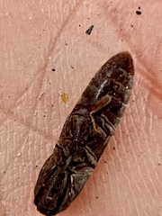 Lacon impressicollis