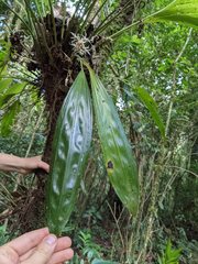 Xylobium elongatum