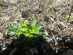 Euphorbia stracheyi