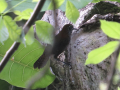 Cantorchilus semibadius