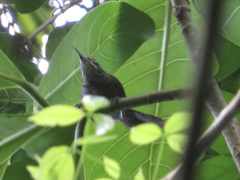 Cantorchilus semibadius