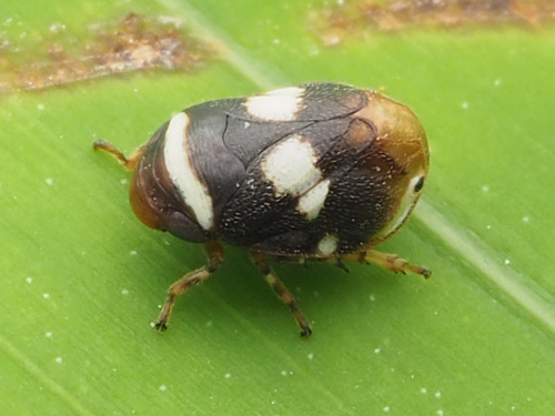 Clastoptera compta