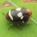 Clastoptera compta - Photo no rights reserved, uploaded by Zygy