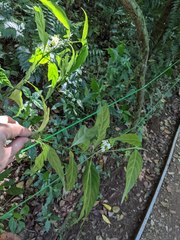 Justicia costaricana