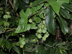 Dioscorea collettii